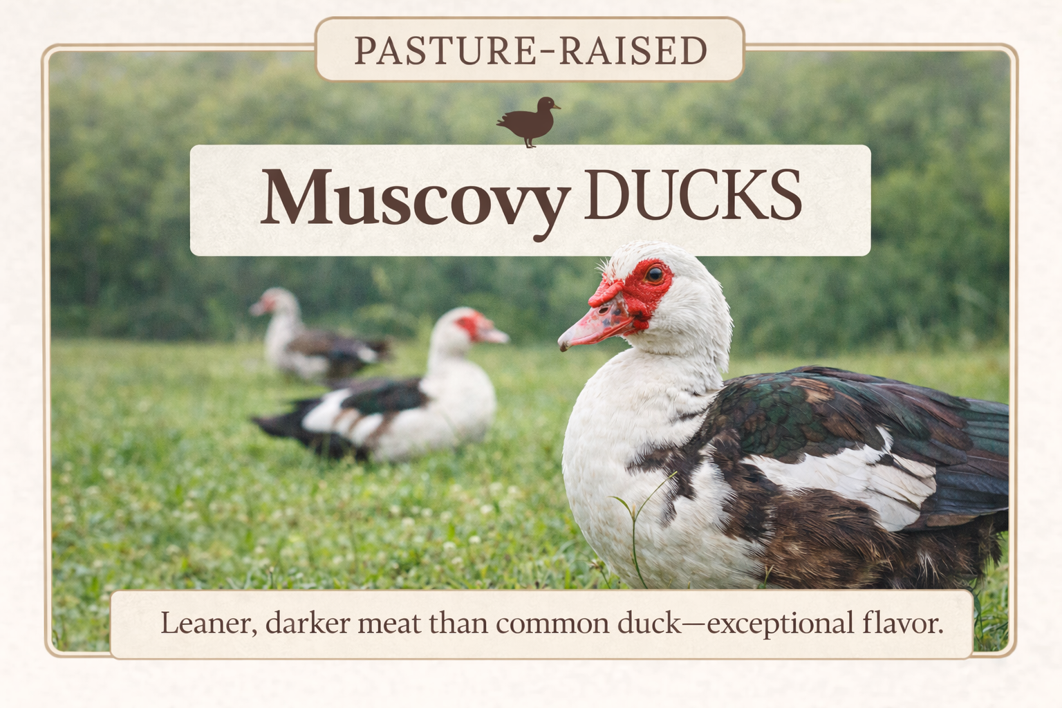 Reservation Pasture Raised Muscovy Duck (Whole)